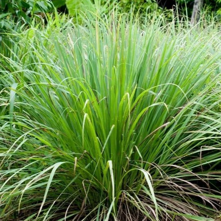 Lemongrass