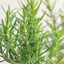 Rosemary