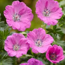 Geranium