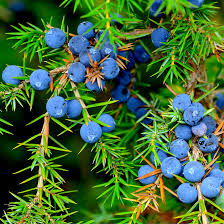 Juniper Berry