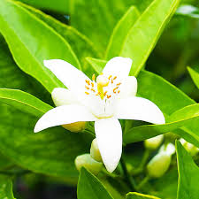 Neroli