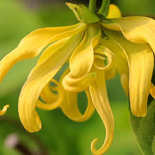 Ylang-Ylang