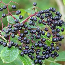 Elderberries