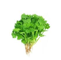 Coriander