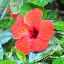 Hibiscus