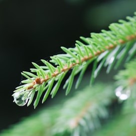 Fir Needle