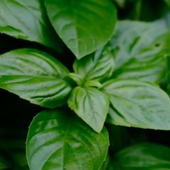 Basil